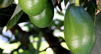 Avokado Bacon 1 kg