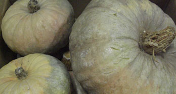 Bundeve 15 kg - Cijena 44 €
