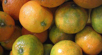 Mandarine Clemenrubi 12 kg