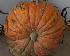 Kupite bundeve - Valencia pumpkins online