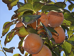 Kupite kaki online - Valencia persimmons online