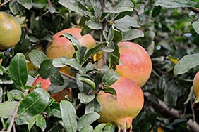Kupite šipke online - Valencia pomegranates online
