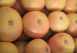 Kupite grejp - Valencia grapefruits online