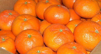 Kasne mandarine 18 kg